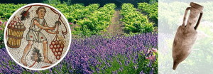histoire vignoble provence