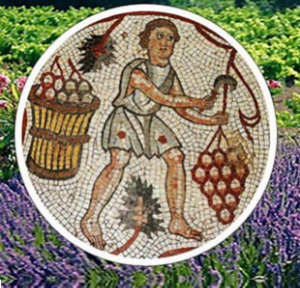 La Provence, le tout premier vignoble de France.