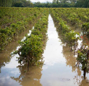 Des inondations aussi pour les viticulteurs de l'Hérault